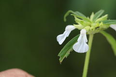 Leucas lavandulifolia